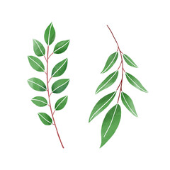 Botanical Leaf watercolor illustration on white background.	Hand-drawn style.