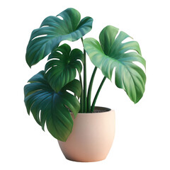 Monstera in potted isolated on transparent background