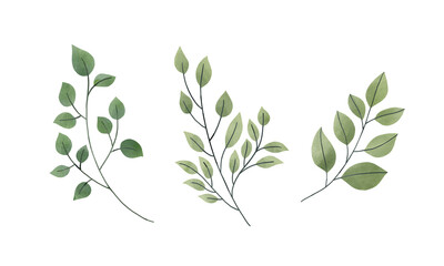 Set of botanical Leaf watercolor illustration on white background.	Hand-drawn style.