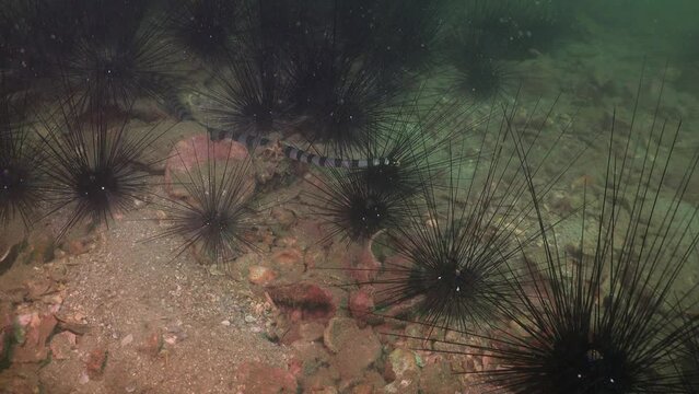 The yellow-lipped sea krait (Laticauda colubrina) slowly moves along the rock, on which there are a lot of sea urchins.