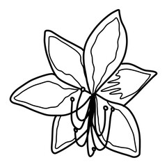 white calla lily