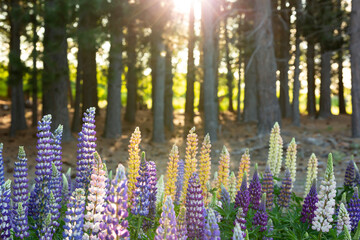 Fototapete bei efototapeten.de bestellen   