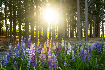 Fototapete bei efototapeten.de bestellen   