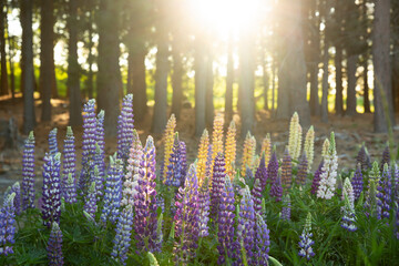 Fototapete bei efototapeten.de bestellen   