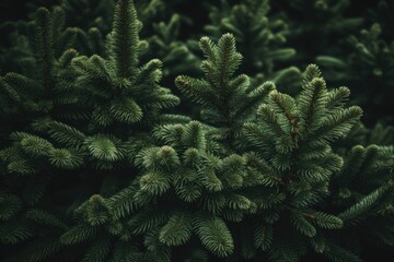 Close-up of Lush Green Pine Needles of Christmas Tree