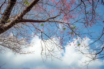 sakura flower and landscape