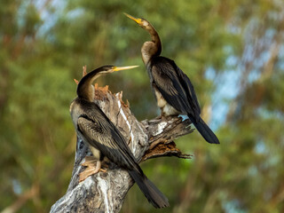 Australian Darter in Queensland Australia