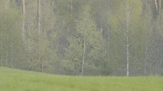 Snow falling over green spring crop fields