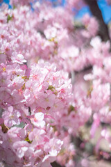 Fototapeta premium 河津桜