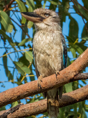 Blue-winged Kookaburra in Queensland Australia