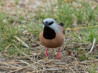 Black-throated Finch in Queensland Australia