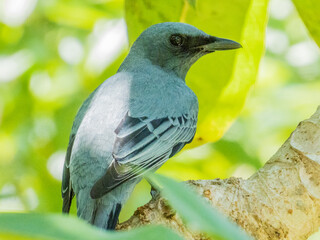 Common Cicadabird in Queensland Australia