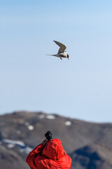 Obnoxious tourist harassing an Arctic Tern protecting it’s nest in Ny Alesund, Svalbard in the...