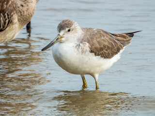 Nordmann's Greenshank in Queensland Australia