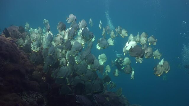 Scuba diver is taking pictures of  School of (Platax teira) Batfish 