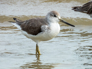 Nordmann's Greenshank in Queensland Australia