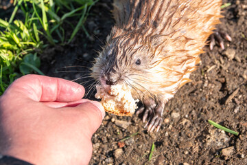 Muskrat, Ondatra zibethicuseats, eats bread from human hand.