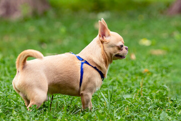 A Chihuahua dog in a Sunny clearing. Hot day.