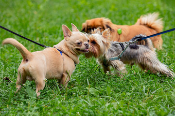 Chihuahua dog on a walk gets acquainted with Yorkshire terrier