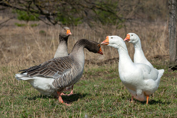 Naklejka na ściany i meble A group of white and gray geese walks across a field.