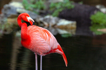 An American flamingo stands in the water on a lake.