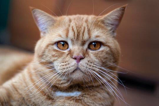 Close-up photo of a British cat on holiday. Portrait of a red cat.

