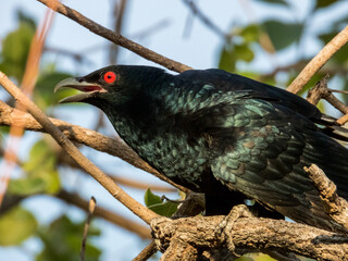 Pacific Koel in Queensland Australia