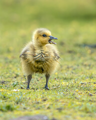 Baby Canada Goose