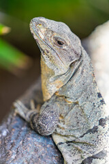 Mexican Spiny-tailed Iguana