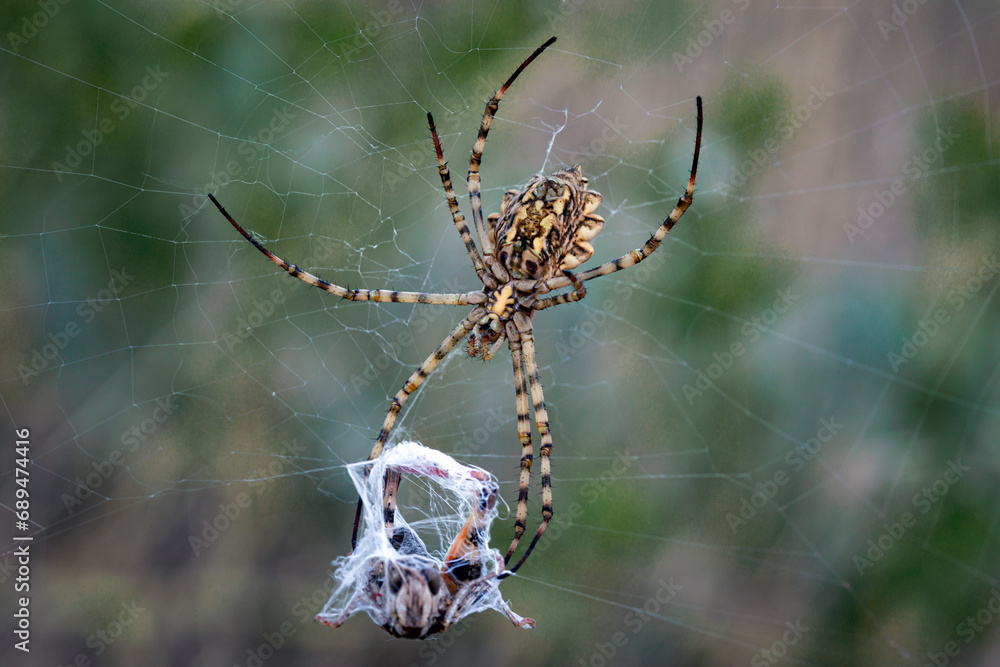 Wall mural the spider spins a web. macro photography..