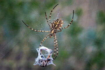 The spider spins a web. macro photography..