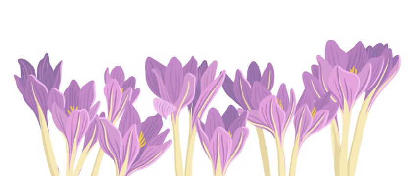 autumn crocus, meadow saffron , naked lady, flowers of Colchicum , vector drawing wild plants at white background, floral elements, hand drawn botanical illustration