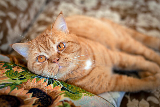 Close-up photo of a British cat on holiday. Portrait of a red cat.
