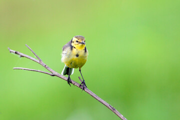 Bird Citrine wagtail sits on a branch...
