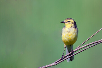 Bird Citrine wagtail sits on a branch...
