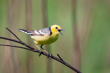 Bird Citrine wagtail sits on a branch...
