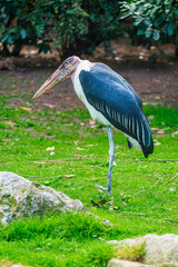 Capture the stunning details of a marabou stork in this close-up shot. The bird's distinctive beak and intricate feathers are highlighted, offering a glimpse into its captivating presence.