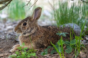 Naklejka na ściany i meble wild Eastern cottontail rabbit lying in the grass