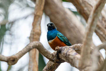 Superb Starling