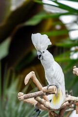 White Cockatoo
