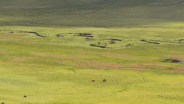 Scenic view of a herd of horses grazing on green grass in Phobjikha valley in Bhutan, horses in the meadow.