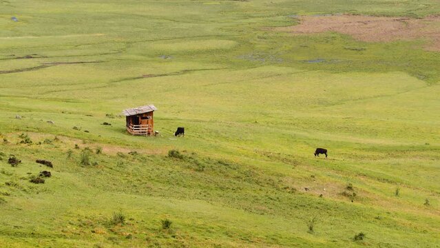 Scenic view of cows grazing on green grass in Phobjikha valley in Bhutan, cows in the meadow.