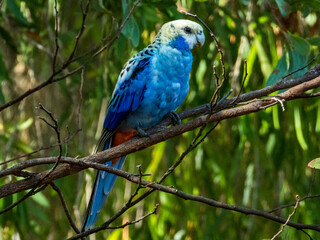 Pale-headed Rosella in Queensland Australia