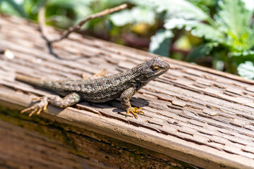 Close-up of Eastern Fence Lizard (Sceloporus undulatus) 