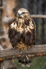Portrait of Rough Legged Hawk, Grizzly  Wolf Discovery Centre, Yellowstone National Park.