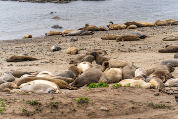 Colony of elephant seals on a beach in California, Año Nuevo State Park, California