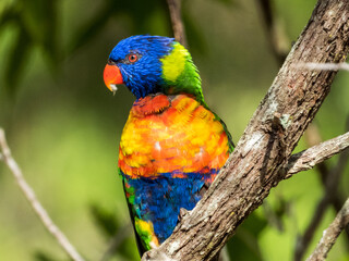 Rainbow Lorikeet in Queensland Australia