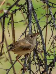 Female Red-backed Fairywren in Queensland Australia