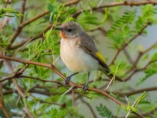 Rufous-throated Honeyeater in Queensland Australia
