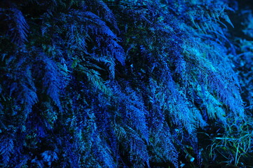 青白く照らされた夜の植物